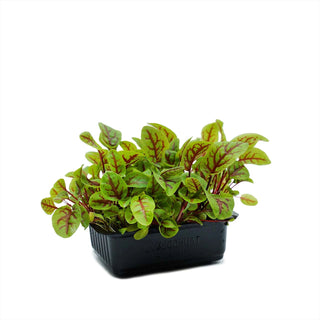 Microcress/Microgreen