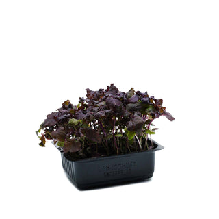 (SS.P) SHISO RED / PURPLE CRESS MG