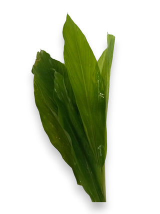 TUMERIC LEAF 黄姜叶 (500G/BUN)