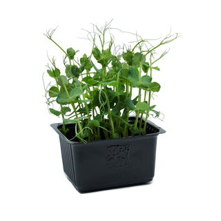 (TND) MICROGREEN - AFFILA / PEA SHOOT / TENDRIL CRESS MG