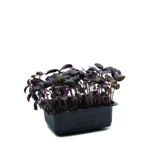 (BSL.P) BASIL PURPLE CRESS MG