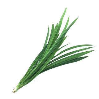 PANDAN LEAF 香兰叶 (500G/BUN)