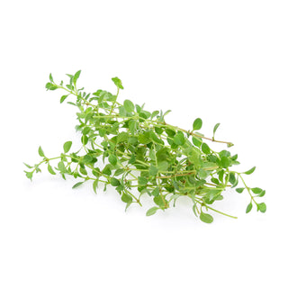 LEMON THYME 柠檬白里香 (50G/PKT)