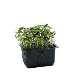 (SM) SPICY MIX CRESS MG