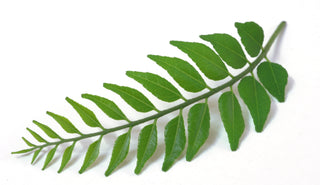 CURRY LEAF 咖喱叶 (300G/BUN)