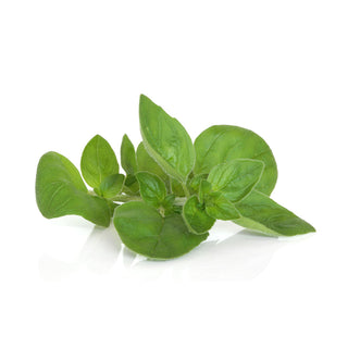 MARJORAM 马郁兰 / 墨角兰 (50G/PKT)