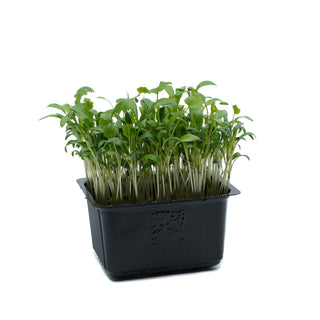 (CRD) GHOA / CORIANDER CRESS MG