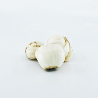 LILY BUD 白合 ( BULK )