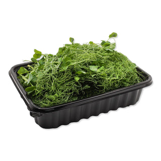 HARVESTED SALAD PEA TENDRILS / PEA SHOOT SALAD CRESS  荷兰豆苗 H.TND (100G/PUN)