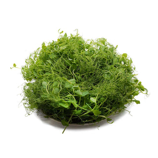 HARVESTED SALAD PEA TENDRILS / PEA SHOOT SALAD CRESS  荷兰豆苗 H.TND (100G/PUN)