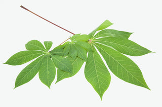 CASSAVA LEAF 木薯叶 (300G/PKT)