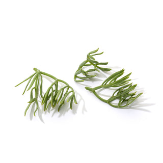 SEA FENNEL (2PKT x 50G)