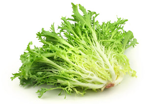 LETTUCE FRISEE GREEN 青皱叶菊苣 (500G/PKT)