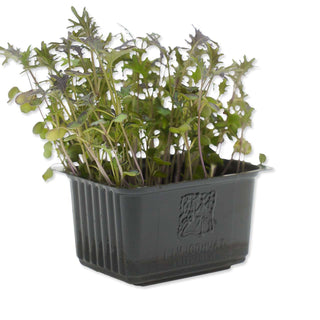 (KALE.P) MICROGREEN - KALE PURPLE CRESS