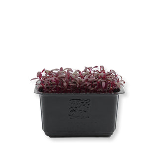 (AMR) AMARANTH RED CRESS MG