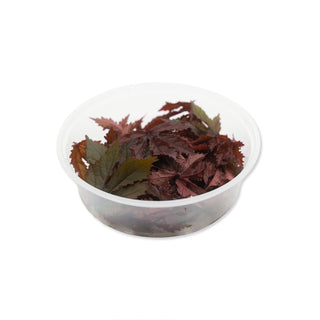 (H.CBH) HARVESTED CRANBERRY HIBISCUS LEAVES (40PCS/PUN)