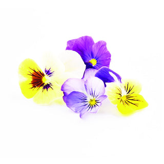 (EF.VIO.ASSOR) VIOLA (10G/PUN)