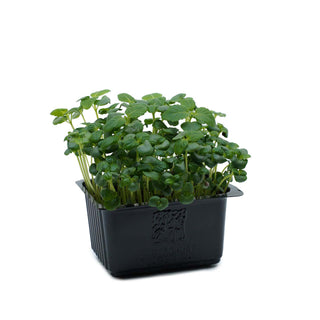 (SS.G) SHISO GREEN CRESS MG