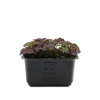 (SS.P) SHISO PURPLE CRESS MG