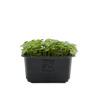 (SS.G) SHISO GREEN CRESS MG