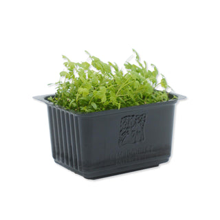 (CLR) CELERY CRESS MG