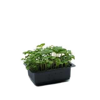 (BSL.G) BASIL GREEN CRESS MG