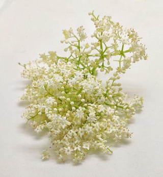 EDIBLE FLOWER - ELDER FLOWER (10G/PUN)