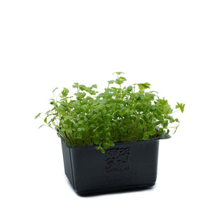 (CLR) CELERY CRESS MG