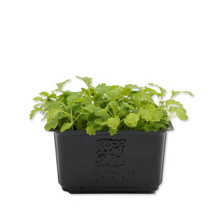 (MT.G) MUSTARD GREEN CRESS MG