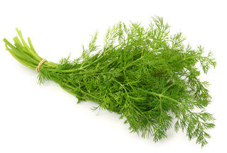 DILL 茴香 / 莳萝 (50G/PKT)