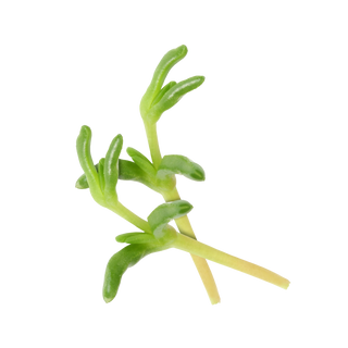 Koppert Cress Salty Finger (50G/PUN)