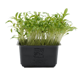 (CRD) GHOA / CORIANDER CRESS MG