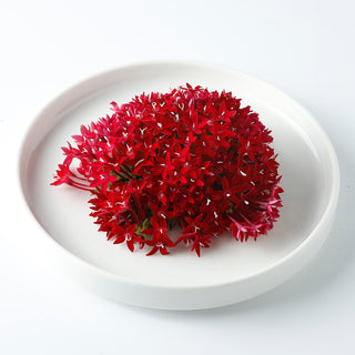 (ES.R) EGYPTIAN STAR RED (10G/PUN)