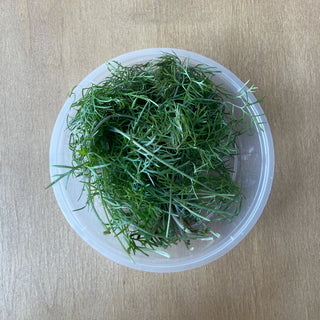 BRONZE FENNEL (10G/PUN)