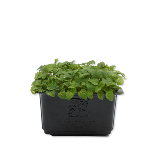 (LB) LEMON BALM CRESS MG