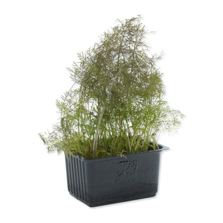 (FEN.B) MICROGREEN - BRONZE FENNEL CRESS