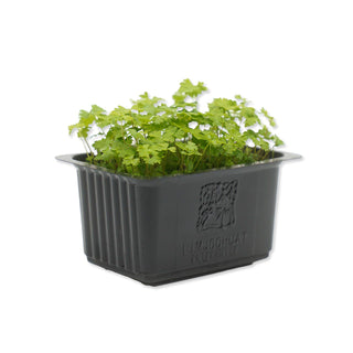 (PSL) PERSINETTE / PARSLEY CRESS MG