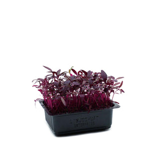 (AMR) AMARANTH RED CRESS MG