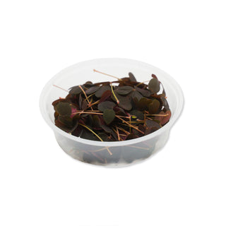 (H.OXL) HARVESTED RED OXALIS LEAVES (10G/PUN)