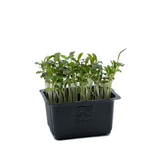 (MIZ.R) MIZUNA RED CRESS MG