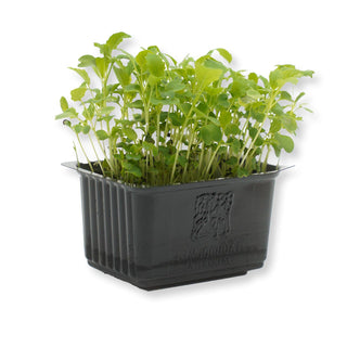 (BROC) MICROGREEN - BROCCOLI CRESS