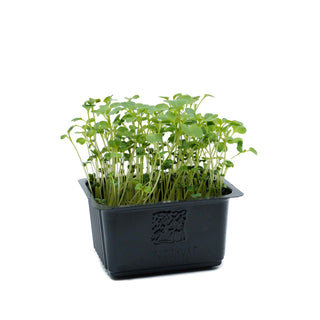 (BROC) MICROGREEN - BROCCOLI CRESS