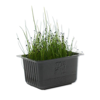 (CHIV) MICROGREEN - ROCK CHIVE CRESS