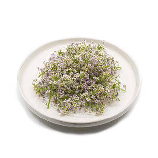 EDIBLE FLOWER - PURPLE SWEET ALYSSUM (10G/PUN)