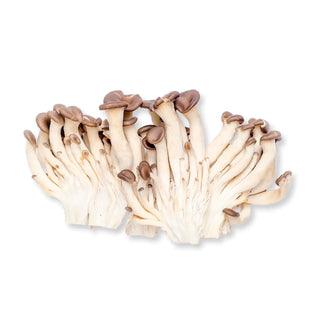 SDM - MAITAKE MUSHROOM (150G/PKT)