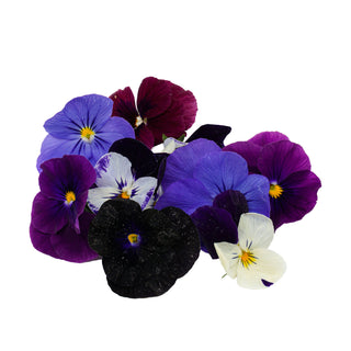 (EF.VIO.PPL) PURPLE VIOLA (10G/PUN)