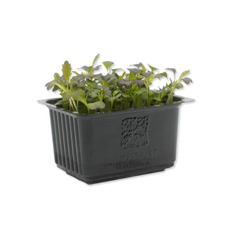 (MIZ.R) MIZUNA RED CRESS MG