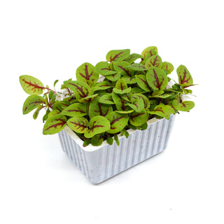 (RVS) RED VEIN SORREL CRESS MG