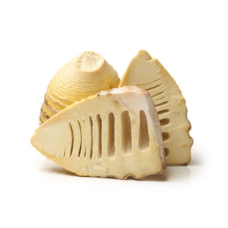 BAMBOO SHOOT 笋 (350G-400G/PKT)