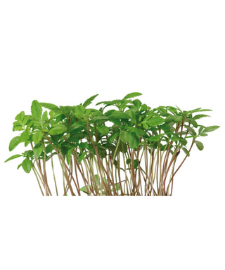 Koppert Cress – Aclla Cress (16 Pun/Carton)
